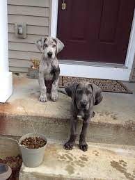 Great Daneweimaraner Puppies I Want Weimaraner Puppies Weimaraner Puppies