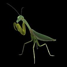 Maybe you would like to learn more about one of these? Praying Mantis Kung Fu Home Facebook