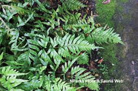 Image result for Pteris tripartita