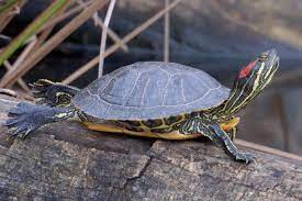 Yellow bellied, red eared and other pond sliders are amongst the most commonly available turtles, but they are a mixed bunch when it comes to being suitable for overwintering outside. Outdoor Learning Station Aquatic Turtle Habitat Awf