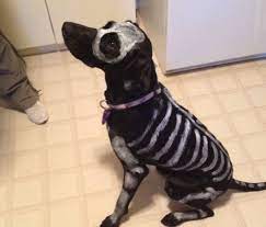 22 Last Minute Costume Ideas For Lazy Pup Parents Dog Halloween Costumes Pet Halloween Costumes Diy Dog Costumes