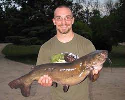 They are easy and fun to catch, and their flesh is delicious. Bullhead Or Catfish
