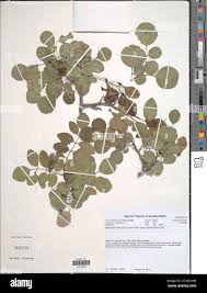 Image result for Pterocarpus lucens