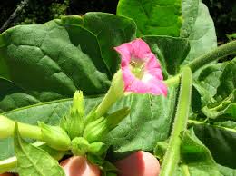 Image result for Nicotiana tabacum