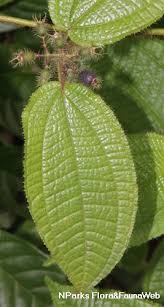 Image result for Blotiella crenata