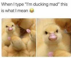 At memesmonkey.com find thousands of memes categorized into thousands of categories. Angry Duck Meme By Datfoxgirl88 On Deviantart