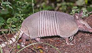 Maybe you would like to learn more about one of these? Armadillo An Animal That Can Stand Up For Itself Nature 2021