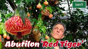 Image result for Abutilon