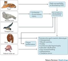 Increased urinary uric acid excretion can present with microscopic hematuria, abdominal and/or flank pain, dysuria, gravel, and macroscopic hematuria. Novel Treatment Strategies For Chronic Kidney Disease Insights From The Animal Kingdom Nature Reviews Nephrology