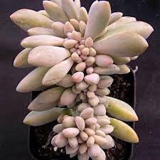 The Succulent Garden Graptoveria Tricolor Crested Succulents Planting Succulents Cacti And Succulents