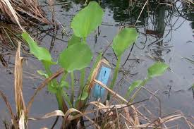 Image result for Limnocharitaceae