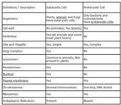 The Differences Between Prokaryotic Cells And Eukaryotic Cells Prokaryotic Cell Eukaryotic Cell Business Process