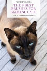 The wires get deep into your kitty's fur to comb out loose hairs, remove dander, and prevent mats without irritating their sensitive skin underneath. The 3 Absolute Best Brushes For Siamese Cats Purr Craze