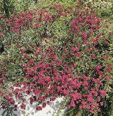 Image result for Eriospermum roseum
