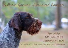 German wirehaired pointer breeders nc. Breeder Listing German Wirehaired Pointer Club Of America