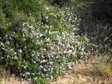Image result for Barleria lancifolia