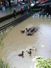 Apr 04, 2012 · the rapid urbanisation of singapore in the past four decades has seen hundreds of villages demolished and the lands freed up for redevelopment. Mrbrown Com Whole Island Submerged Then Can Call It Flood
