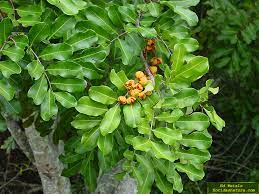 Florida's botanical bounty means a million shades of green. Wild Exotic Plants In Florida Page 1 Of 4 Pages