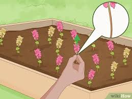Your comment must be in english or it will be removed. How To Grow Snapdragons 12 Steps With Pictures Wikihow