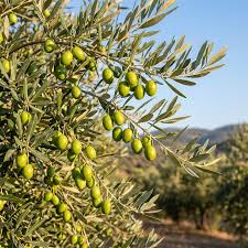 Image result for Olea europaea