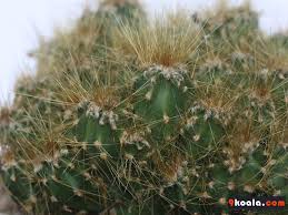 Cleistocactus strausii silver wooly torch 10 cactus seeds | etsy. Cereus Repandus Var Monstrosus 9koala Com Best Information For You