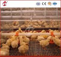 Mejor jaula de gallinas, un tipo de gallinero para criadores ...