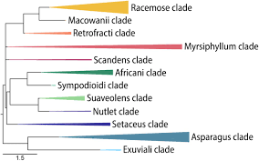 Image result for Asparagus flavicaulis