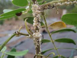 Résultat de recherche d'images pour "ants and mealybugs"