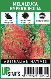 Image result for Melaleuca hypericifolia