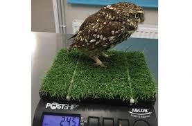 Maybe you would like to learn more about one of these? Tak Bisa Terbang Karena Obesitas Burung Hantu Ini Diselamatkan Ilmuwan Hitekno Com