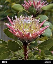 Image result for Protea rupestris