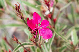 We did not find results for: Gaura Wandflower Plant Care Growing Guide
