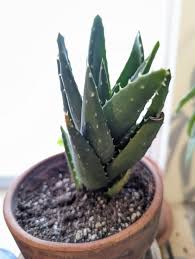 Image result for Aloe nuttii