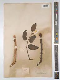 Image result for Oedina congdoniana