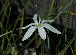 Image result for Romulea camerooniana