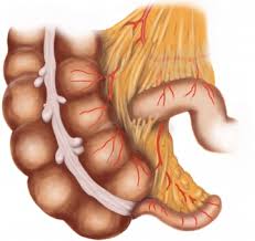 When you're pregnant, the pain may seem to come from your upper abdomen because your appendix is higher during pregnancy. Anatomy Appendectomy Open