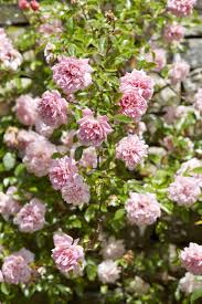 This vigorous, rambling rose is ideal for covering an eyesore, a large wall or scrambling through a tree. Everything You Need To Know About Rambler Roses Gardenista