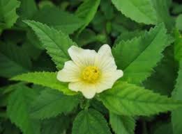 Image result for Sida javensis