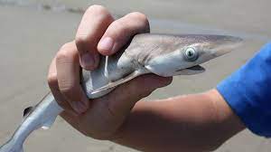 How Shark Week Screws Scientists The Verge