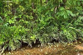 Image result for Acrostichum