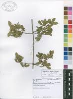 Image result for Hippocratea crenata