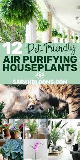 Decorate Your Home With These Beautiful Low Maintenance Air Purifying Plants That Are Non Toxic And Pet Saf Dog Safe Plants Safe House Plants Easy House Plants
