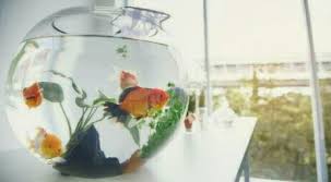 Selera makan mereka terhadap algae akan berkurang jika terlalu sering diberikan makanan komersial. 10 Jenis Ikan Hias Air Tawar Yang Cocok Buat Aquarium Mini Jejaksemut