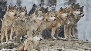 @wolvesacademy 🎓 | 🤝 @wwfcfoundation. Wolf Dog Swarms Threaten Europe S Wolves Science Research News Frontiers