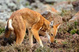 Ethiopian Wolf Ethiopian Wolf Wolf Dog Maned Wolf