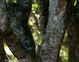 Image result for Voacanga thouarsii