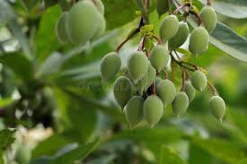 Image result for Memecylon myrianthum