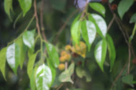 Image result for Peraceae