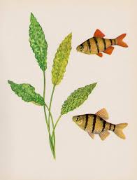 Antique Tropical Aquarium Fish Print Beach Gallery Wall Art Etsy In 2020 Fish Art Fish Art Decor Aquarium Fish