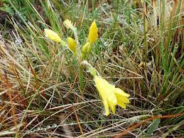 Image result for Cyrtanthus breviflorus